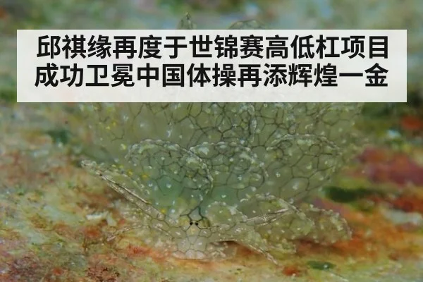 邱祺缘再度于世锦赛高低杠项目成功卫冕中国体操再添辉煌一金